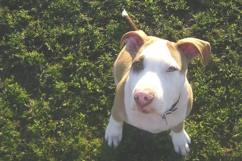 Pit bull puppy sitting on grass looking up at the camera